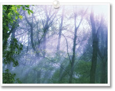 フォレストカラーイメージ